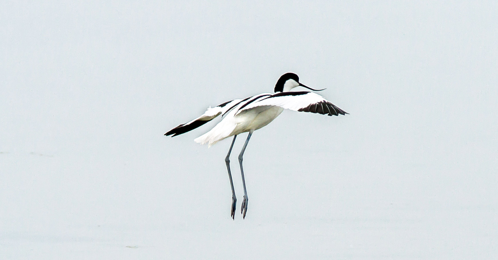 avocet shorebird