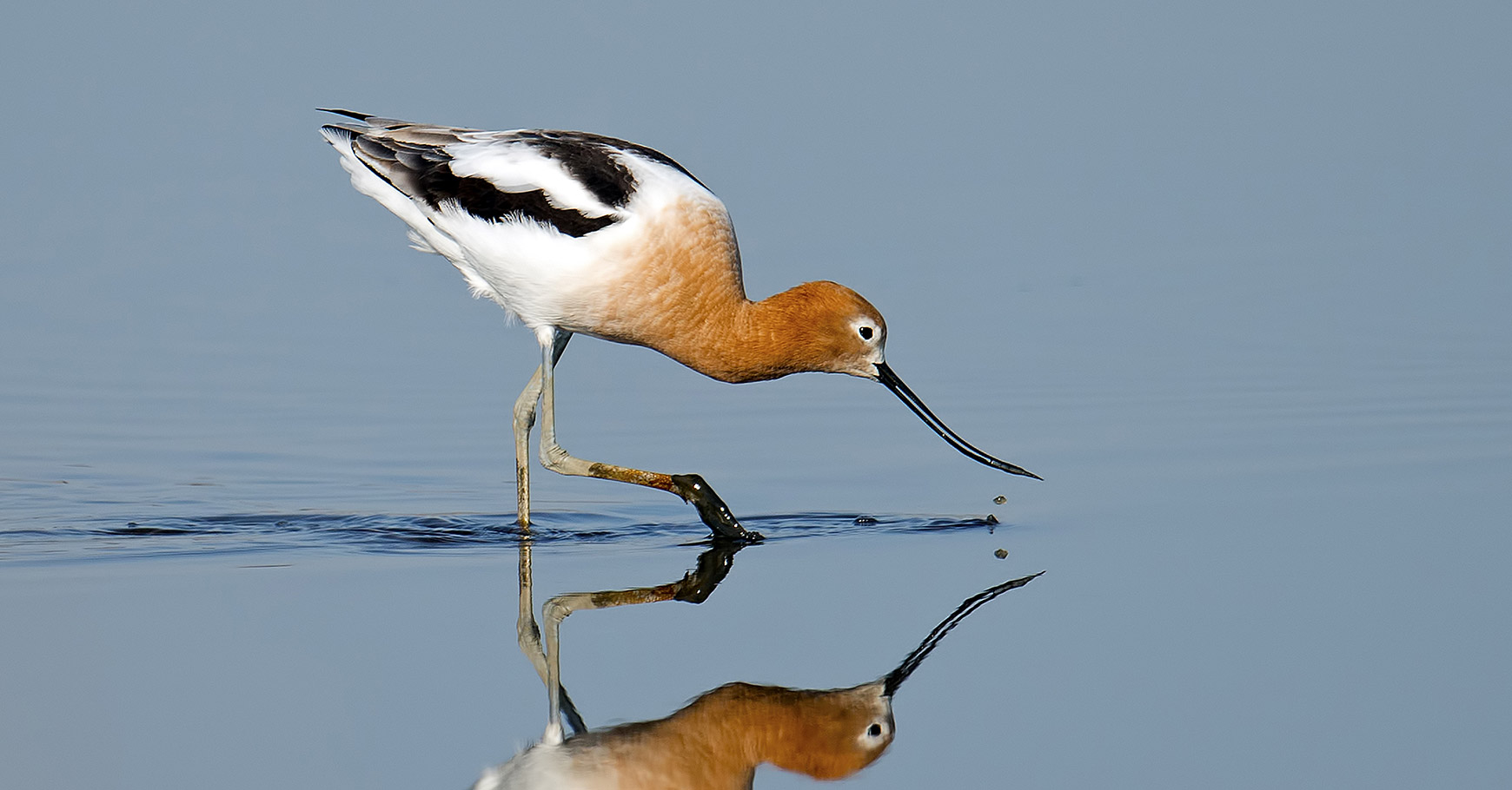 terms fund shorebird